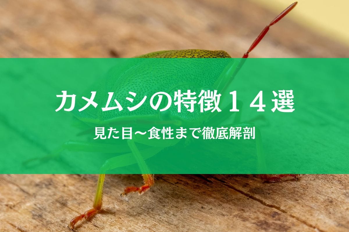 カメムシの特徴まとめ|臭いだけじゃない見た目・習性・生態を解説