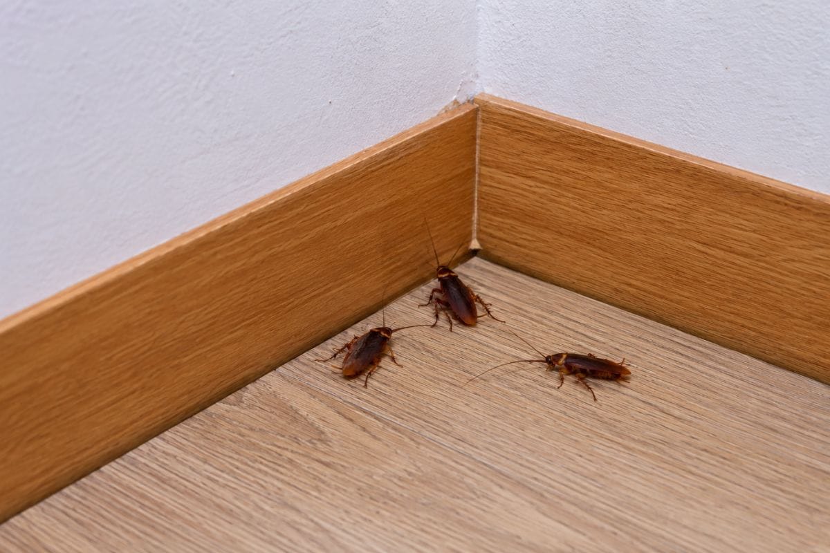 ゴキブリ駆除におすすめの業者