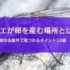 ハエの卵はどこに産む？見落としやすい発生源を屋内外で解説