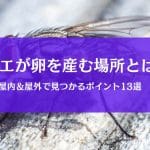 ハエの卵はどこに産む？見落としやすい発生源を屋内外で解説