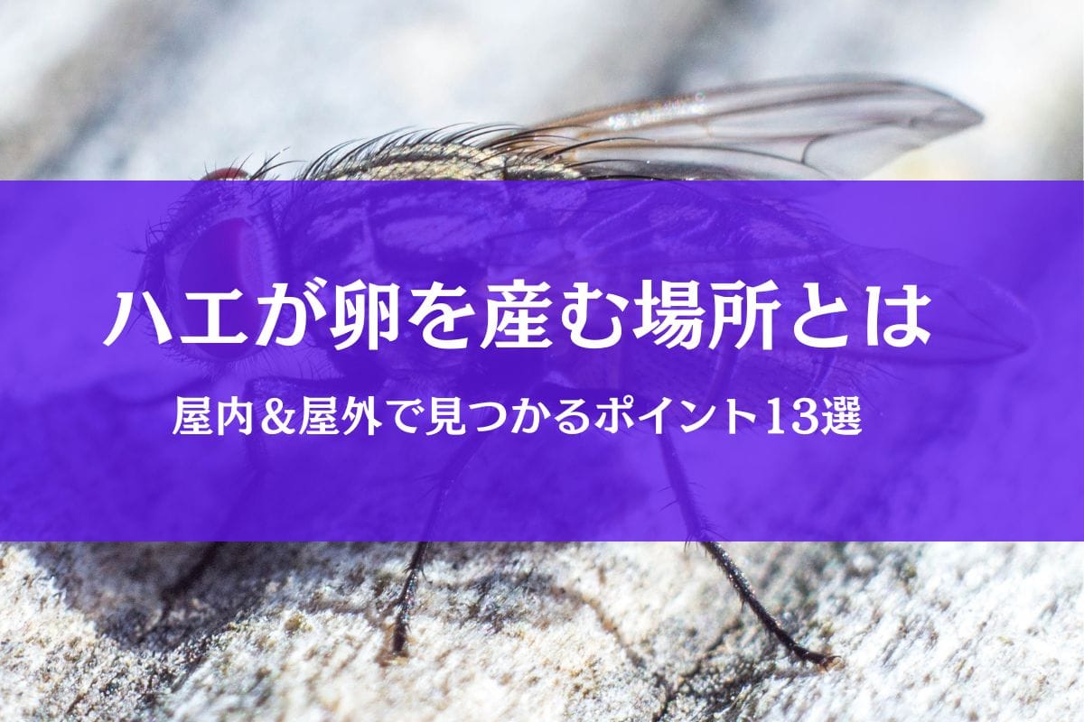 ハエの卵はどこに産む？見落としやすい発生源を屋内外で解説
