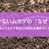 ムカデが動かないのは死んでる？理由と対処法を徹底ガイド