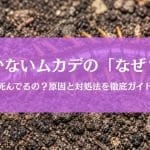 ムカデが動かないのは死んでる？理由と対処法を徹底ガイド
