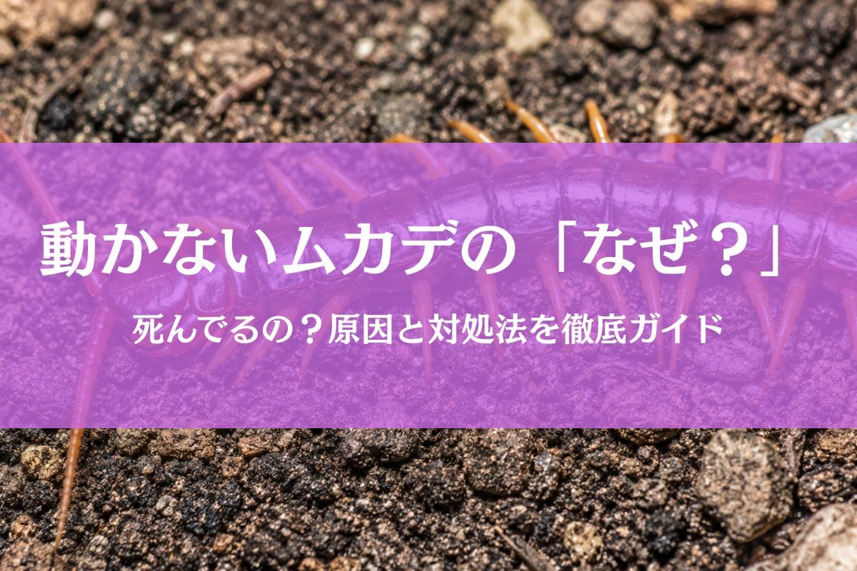 ムカデが動かないのは死んでる?理由と対処法を徹底ガイド