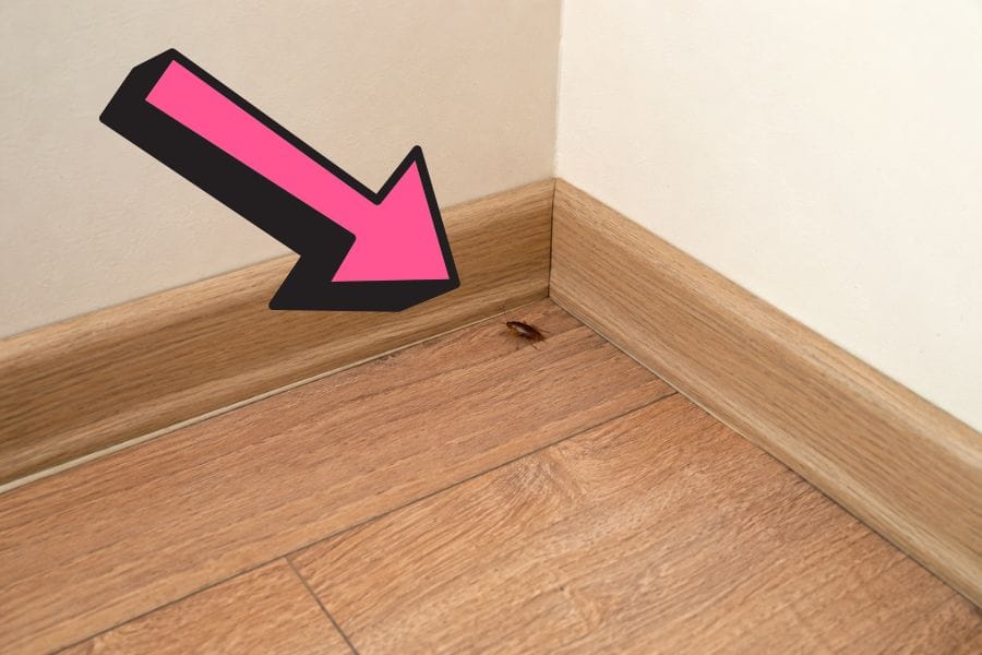 ムカデはエサを追って寄ってくる