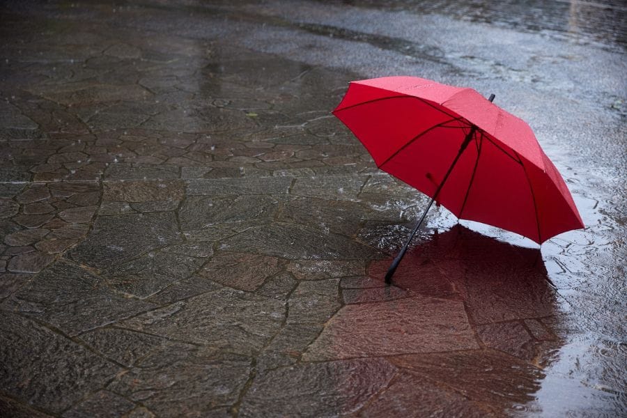 ムカデは雨の日や雨上がりに活動が増える
