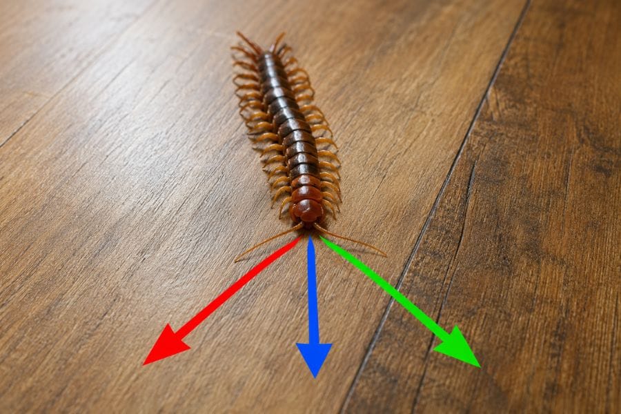 驚いて逃げる方向がたまたまこちらだったムカデ