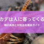 ムカデが寄ってくる人っているの？ウワサの真相を徹底解説