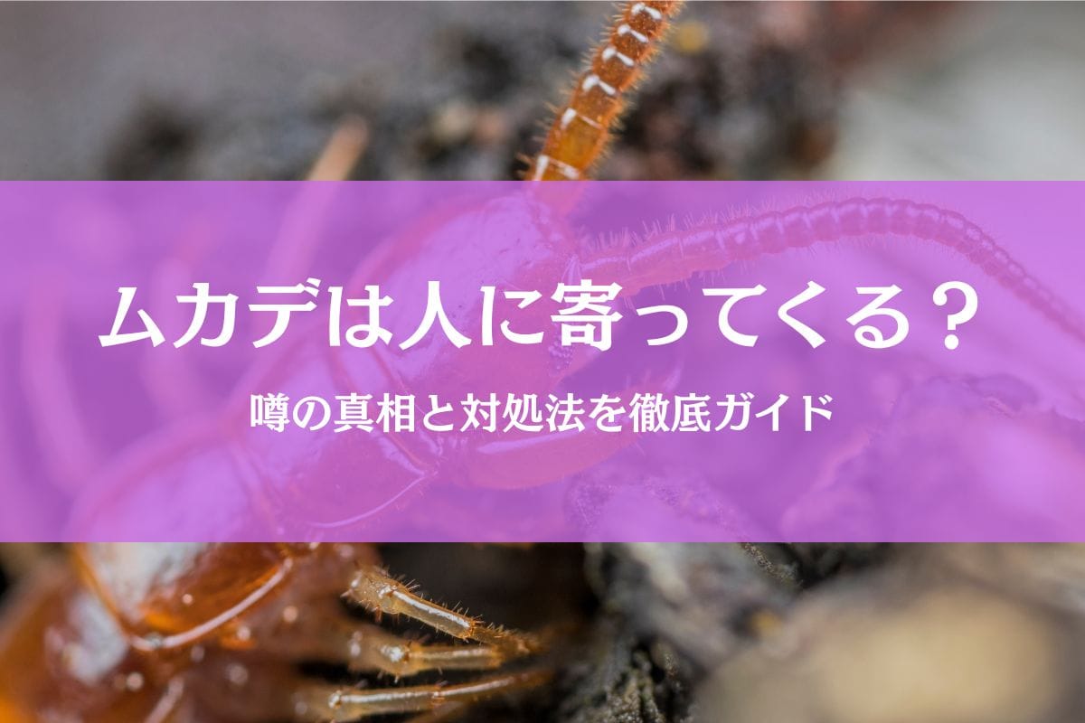 ムカデが寄ってくる人っているの?ウワサの真相を徹底解説